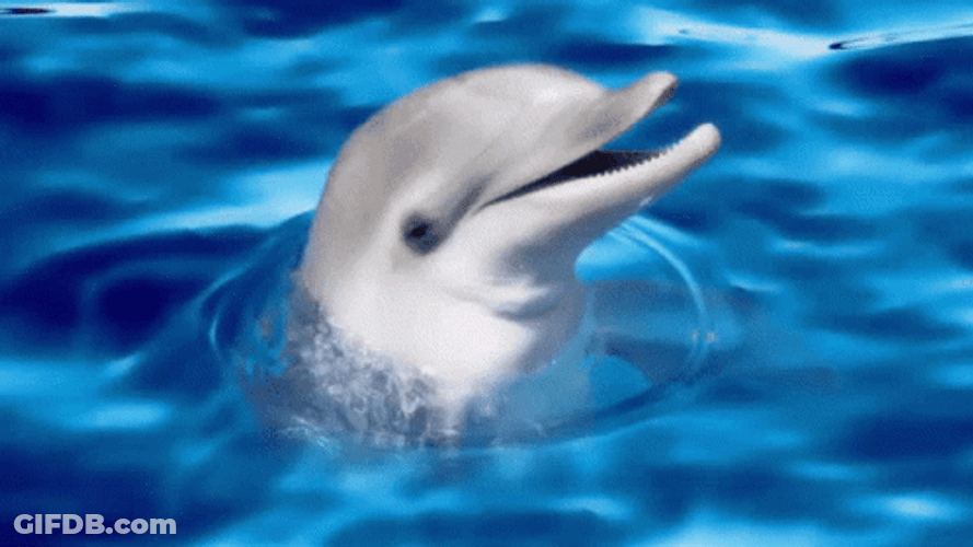 Dolphin Sinking In The Water GIF