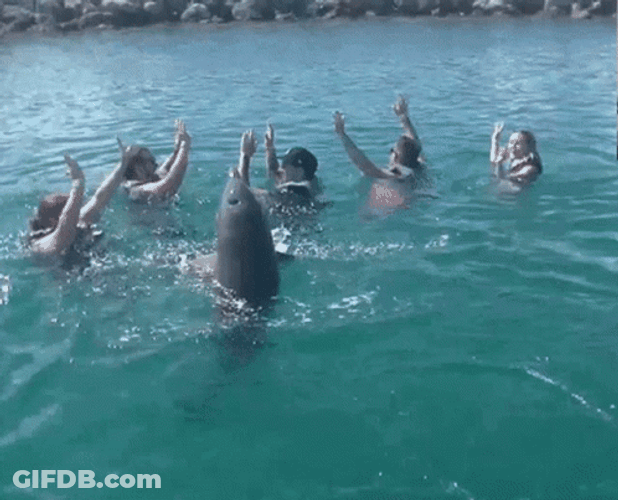 Dolphin Spinning With People GIF