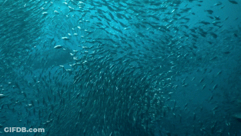 Dolphin Surrounded By School Of Fish GIF