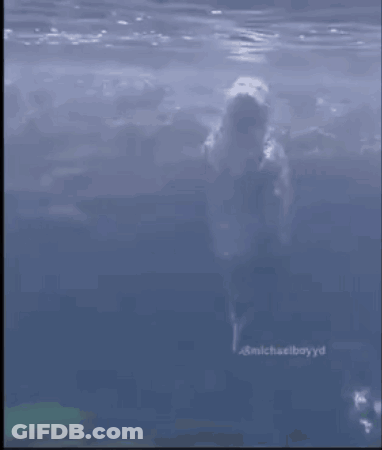 Dolphin Swimming In Ocean #Michaelboyd GIF