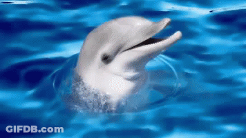 Dolphin Swimming In Ocean With Mouth Open GIF