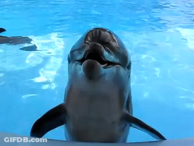 Dolphin Swimming With Mouth Open Looking At Camera GIF