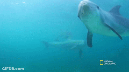 Dolphin Swimming With National Geographic Logo GIF