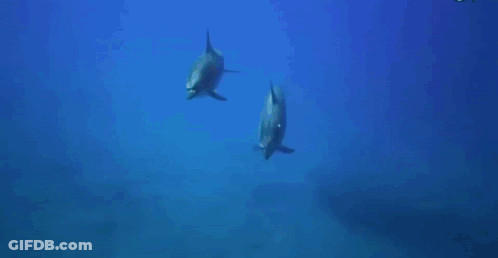 Dolphin Swimming With Shark GIF