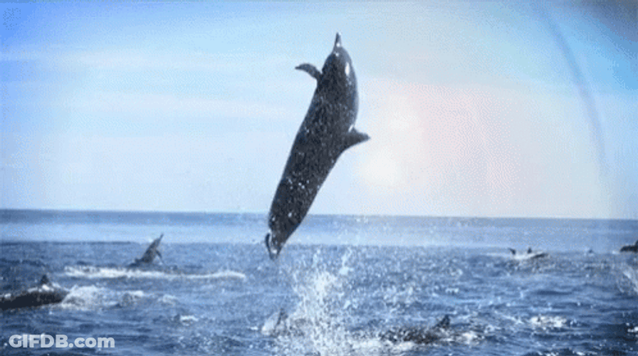 Dolphin Swirling In The Air GIF