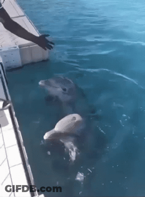 Dolphin Tricks GIF