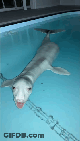 Dolphin With Human Face Swimming With Mouth Open GIF