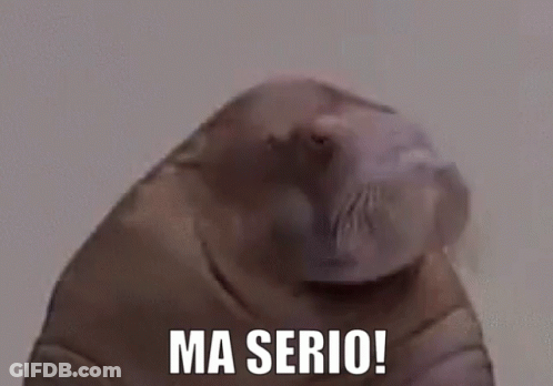 Dolphin With Ma Serio GIF