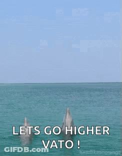 Dolphins Jumping Out Of Water Lets Go Higher Vato GIF
