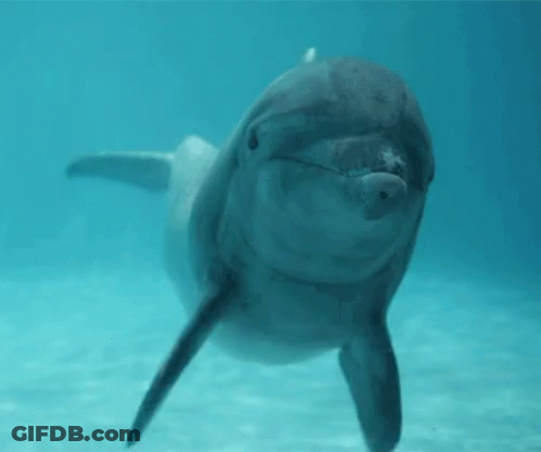 Dolphins Swimming With Yay GIF