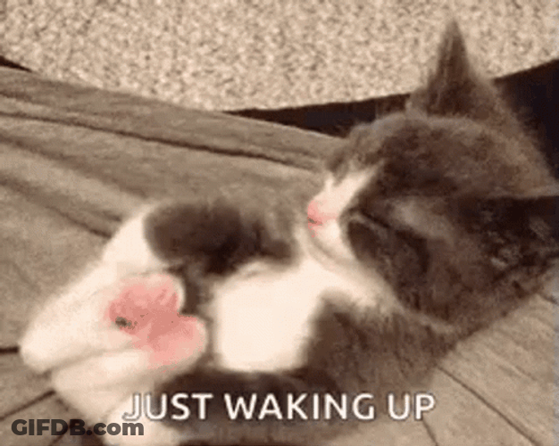 Domestic Short Cat Just Waking Up GIF