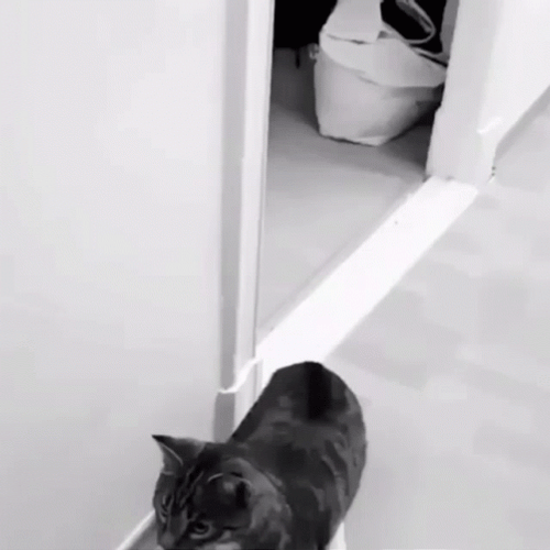 Domestic Short Hair Cat Shocked Standing GIF