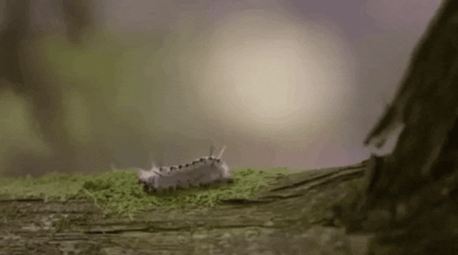 Domestic Silk Moth Caterpillar GIF