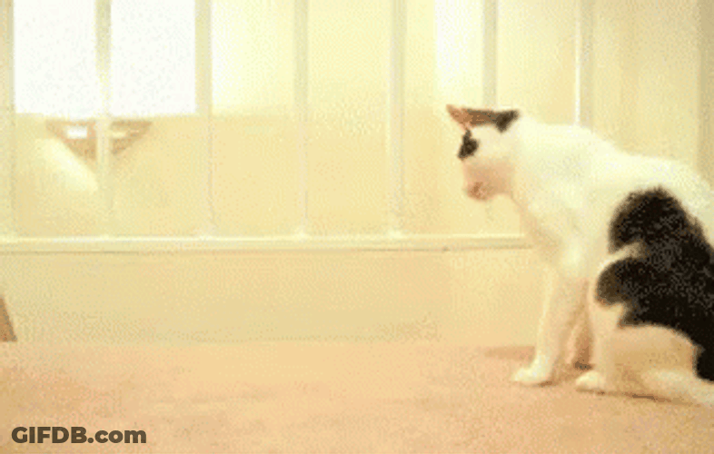 Domino Scared Cat Running GIF