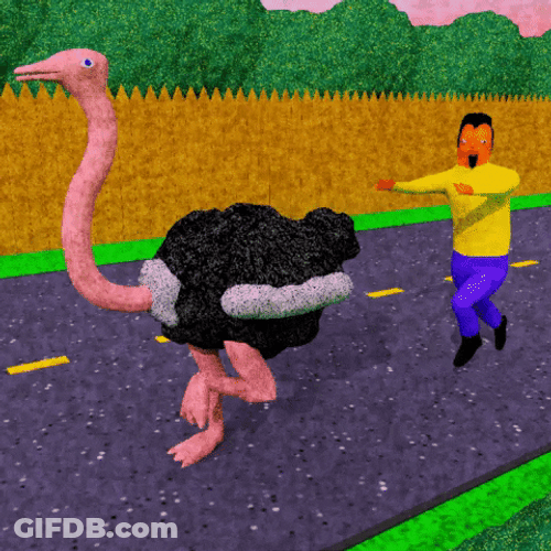 Don't Run Fast Ostrich I Want Some Ride GIF