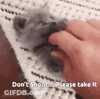 Don't Shoot Please Take It Petting Small Animal GIF