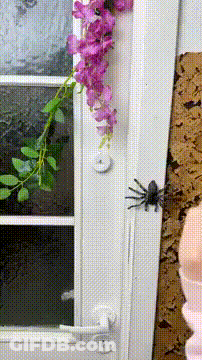 Don't Touch Spider GIF