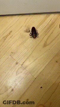 Don't Touch The Cockroach GIF