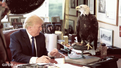Donald Trump At Desk With Bald Eagle GIF