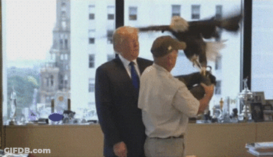 Donald Trump Holds Bald Eagle GIF