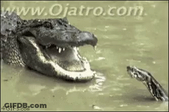 Donald Trump Running How's Florida GIF
