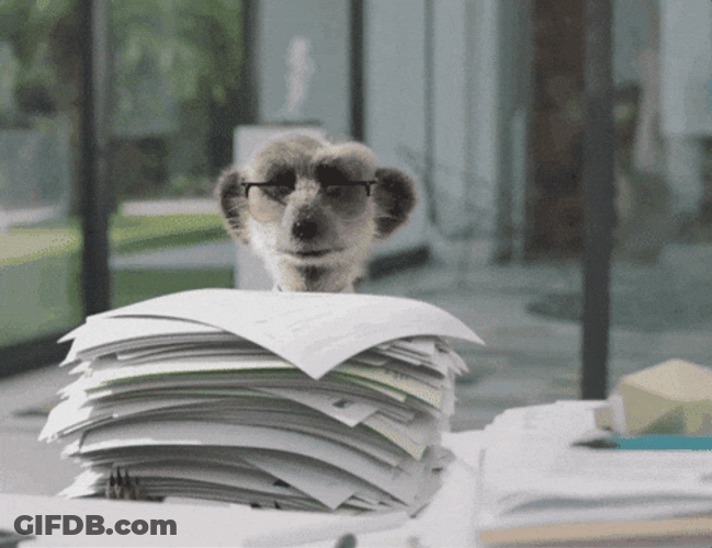 Done And Done Meerkat Drop Papers GIF