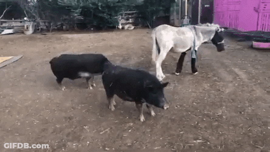 Donkey And Pigs GIF