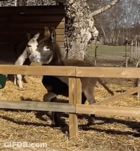 Donkey Behind Wooden Fence GIF
