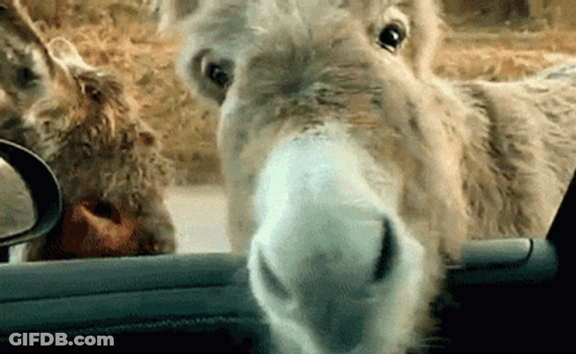 Donkey Car Window GIF