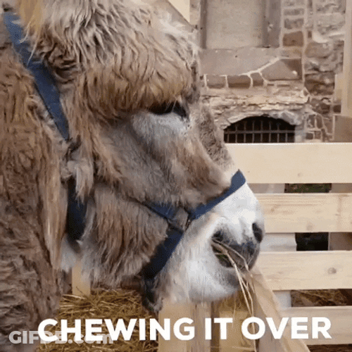 Donkey Chewing Grass GIF