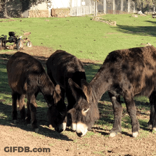 Donkey Eating Grass GIF