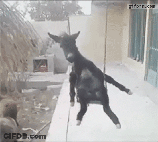 Donkey Enjoying The Swing GIF