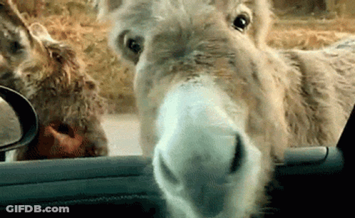 Donkey Grinning At Tala And Adrian GIF
