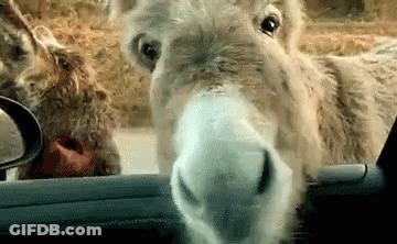 Donkey Looking Out Car Window GIF