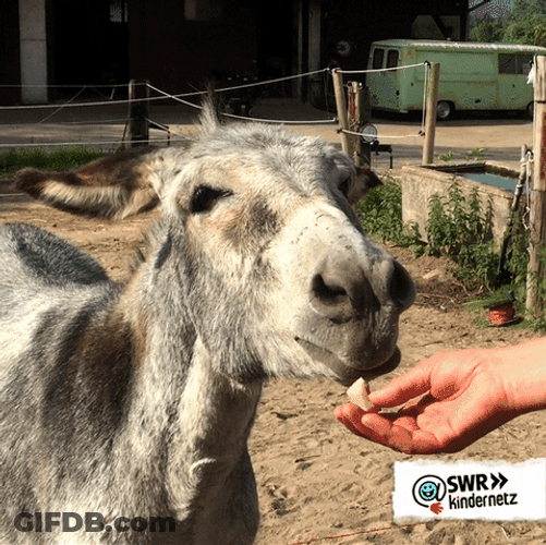 Donkey Loves Snacks GIF