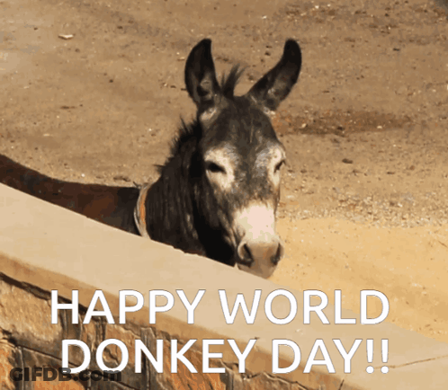 Donkey Peeking Over Wall Happy World Donkey Day GIF
