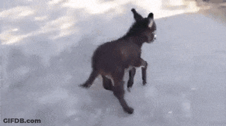 Donkey Playing Around GIF