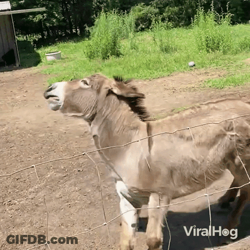 Donkey Standing Behind Fence GIF