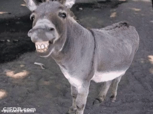 Donkey Standing In Dirt With Mouth Open GIF