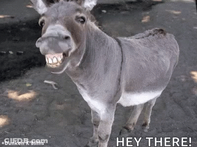 Donkey Standing In Dirt With Mouth Open GIF