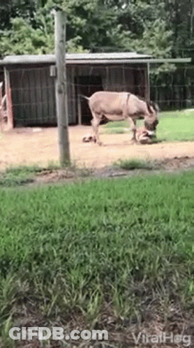 Donkey Standing In Grass Near Fence GIF