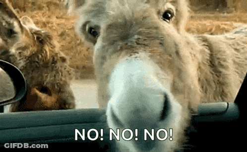 Donkey Sticking Head Out Car Window No No No GIF