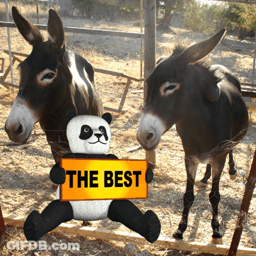 Donkey Sticking Head Out Car Window GIF