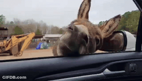 Donkey Sticking Head Out Car Window GIF
