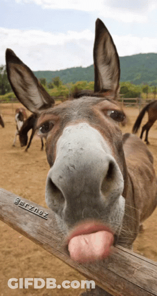 Donkey Tongue Out GIF