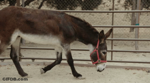 Donkey Wearing Red Bridle Walking GIF