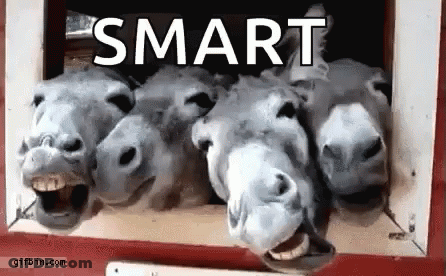 Donkeys Looking Out Window With Smart GIF