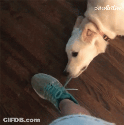 Dont Leave Me Clingy Puppy GIF