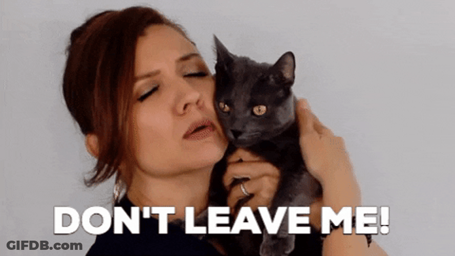 Dont Leave Me Miss Kitty Cuddling Black Cat GIF