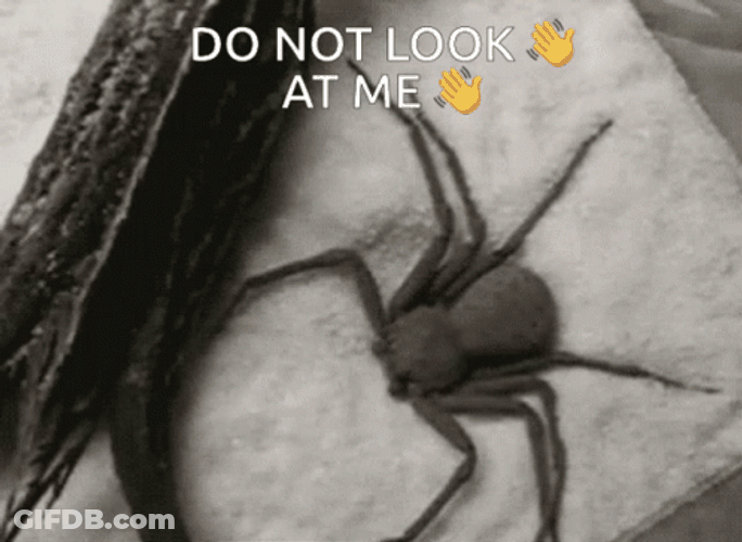 Dont Look At Me Shy Spider Hiding GIF